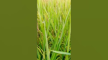 sự tấn công của rầy nâu hại lúa bị cháy lá và hỏng bông