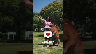 Ranking The Weirdest Dogs Behaviors of All Time #Shorts #USA #FunnyDogs