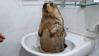 innocent marmot, standing still and looking at the camera