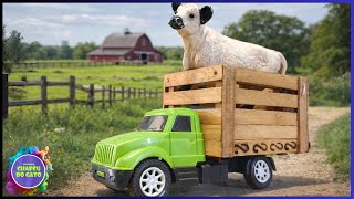 Caminhão Boiadeiro Chegou com a Nova Vaca Branca