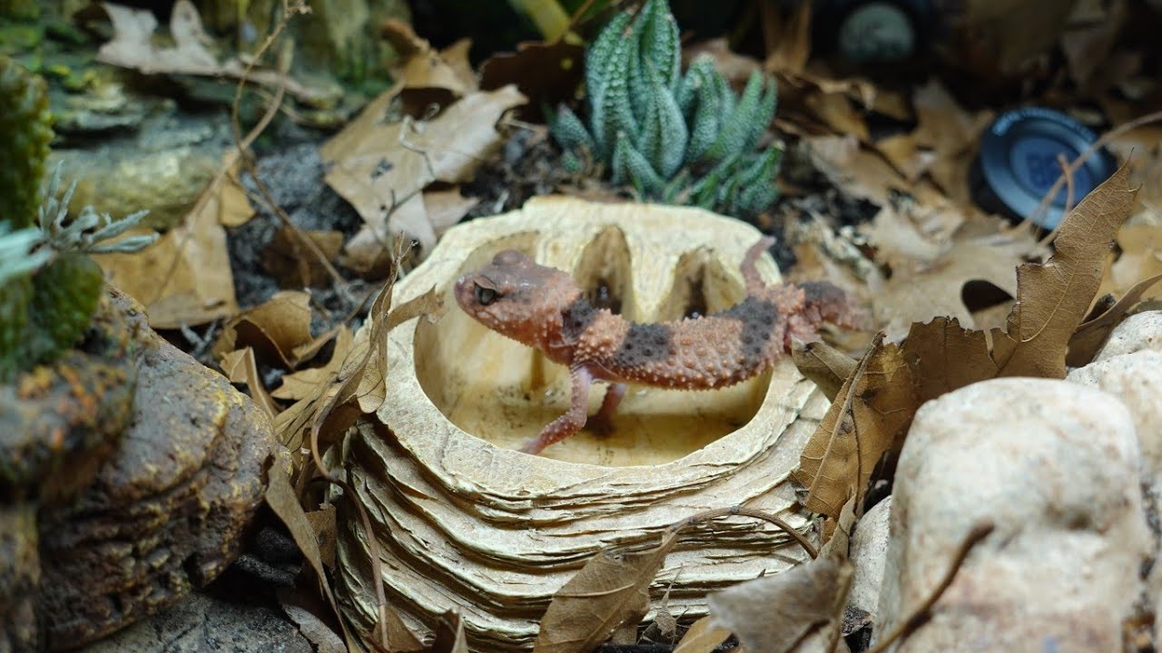 Bioactive Set Up for Grumpy My Knobtail Gecko!