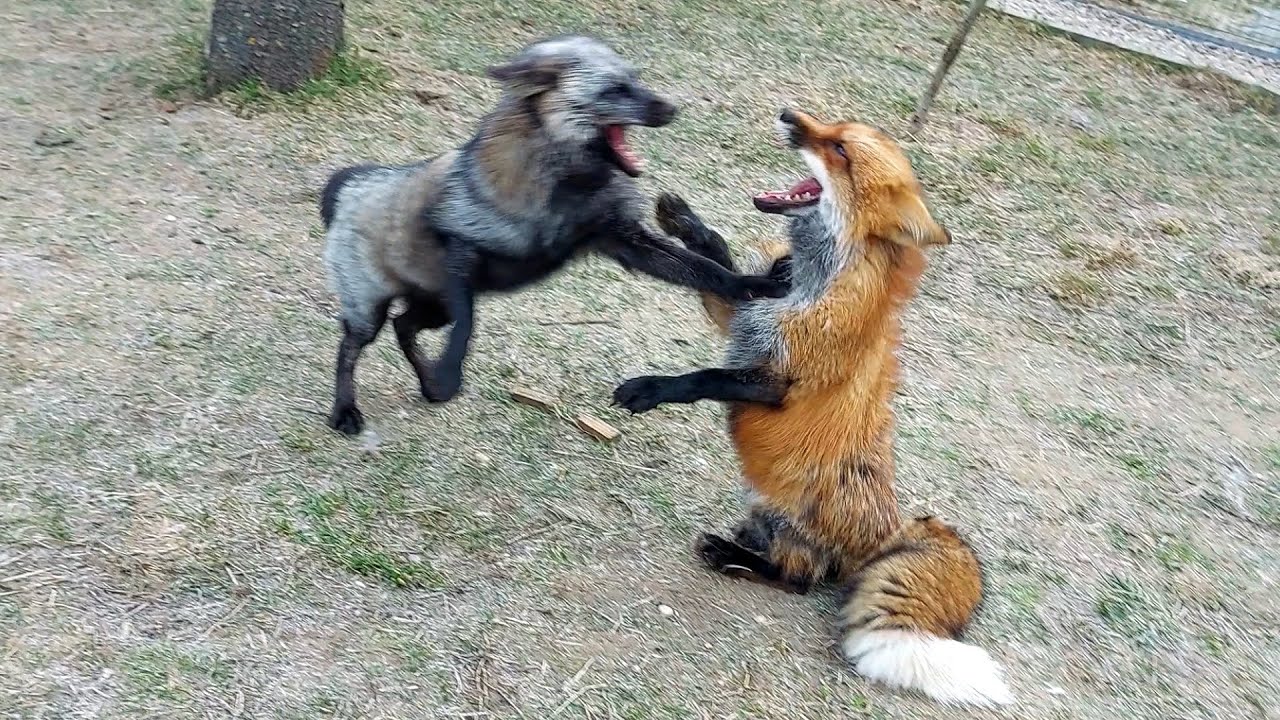 Лисица атакует лиса - YouTube