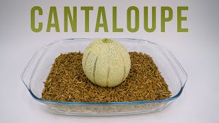 10 000 Mealworms vs. CANTALOUPE