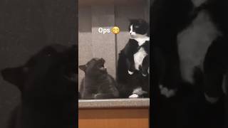 Funny cat and dogs 😂😂 episode 152 #shorts #cats #animal #pet #funny