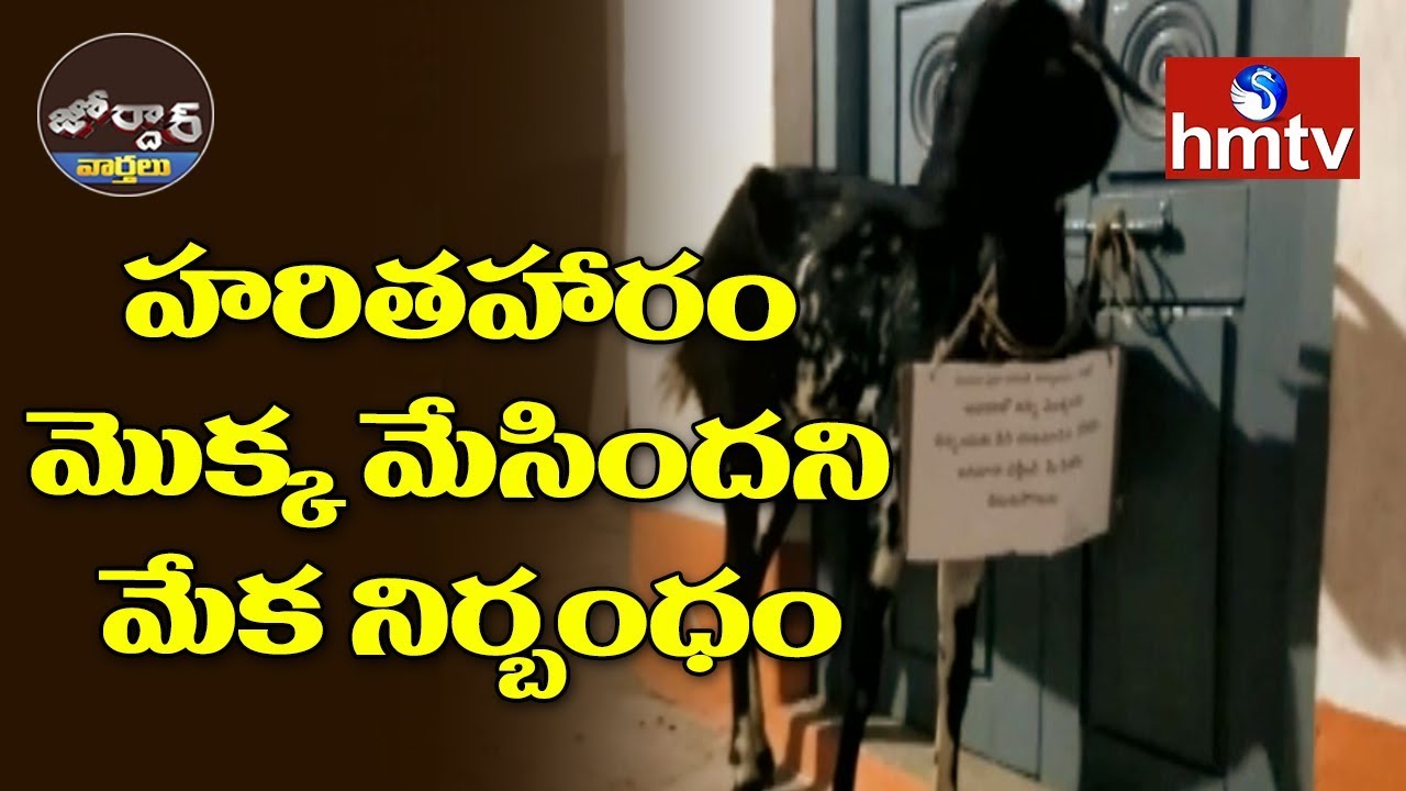 telugu news online live హరితహారం మొక్క మేసిందని మేక నిర్బంధం || Jordar News | hmtv Telugu News