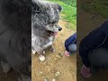 秋田犬長毛カイの失敗は成功の始まり