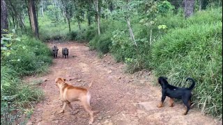 Rottweiler puppy and Bandog vs wild boar 🐗