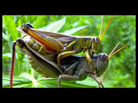 Stoned GRassHoppers having SEX :-D