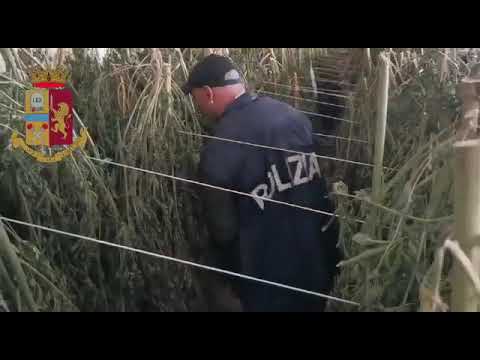 Nuoro, sequestrate 6300 piante di marijuana nelle campagne di Orosei: arrestate tre persone