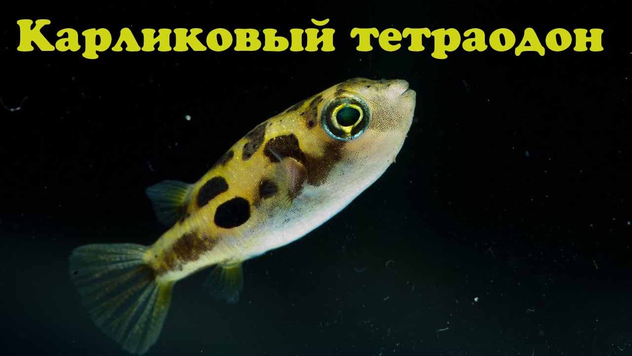 Карликовый тетраодон - Carinotetraodon travancoricus