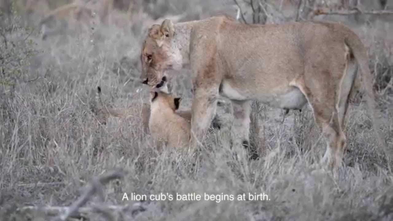 Tribute to the the late Ross Breakaway lion cubs