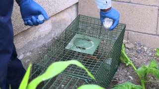 San Clemente Pest Control | Rat Removal | Gopher Control