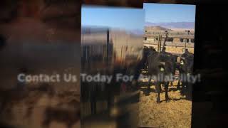 Arizona Corriente Cattle