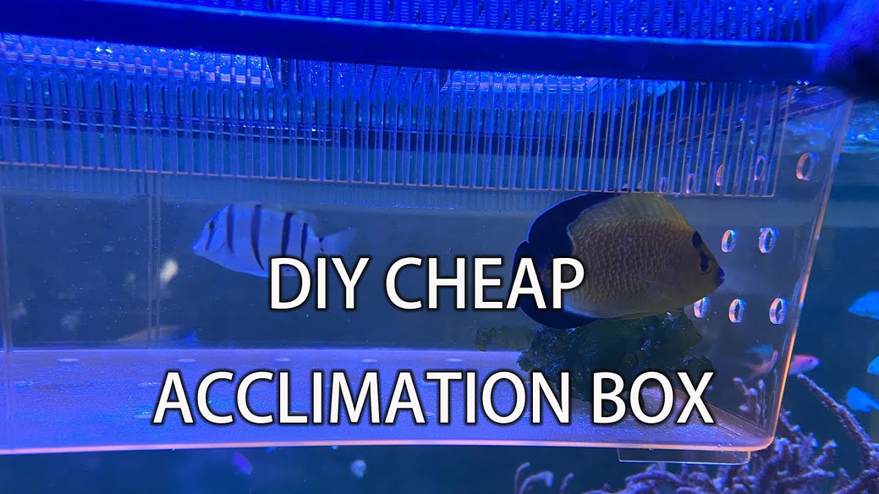 20230417 DIY Acclimation Box 4K 20230417 DIY Acclimation Box 4K