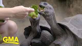 Experience Disney’s Animal Kingdom through magical ASMR sounds screenshot 2