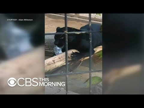 Jaguar zoo attack: Woman says it was a "crazy accident"