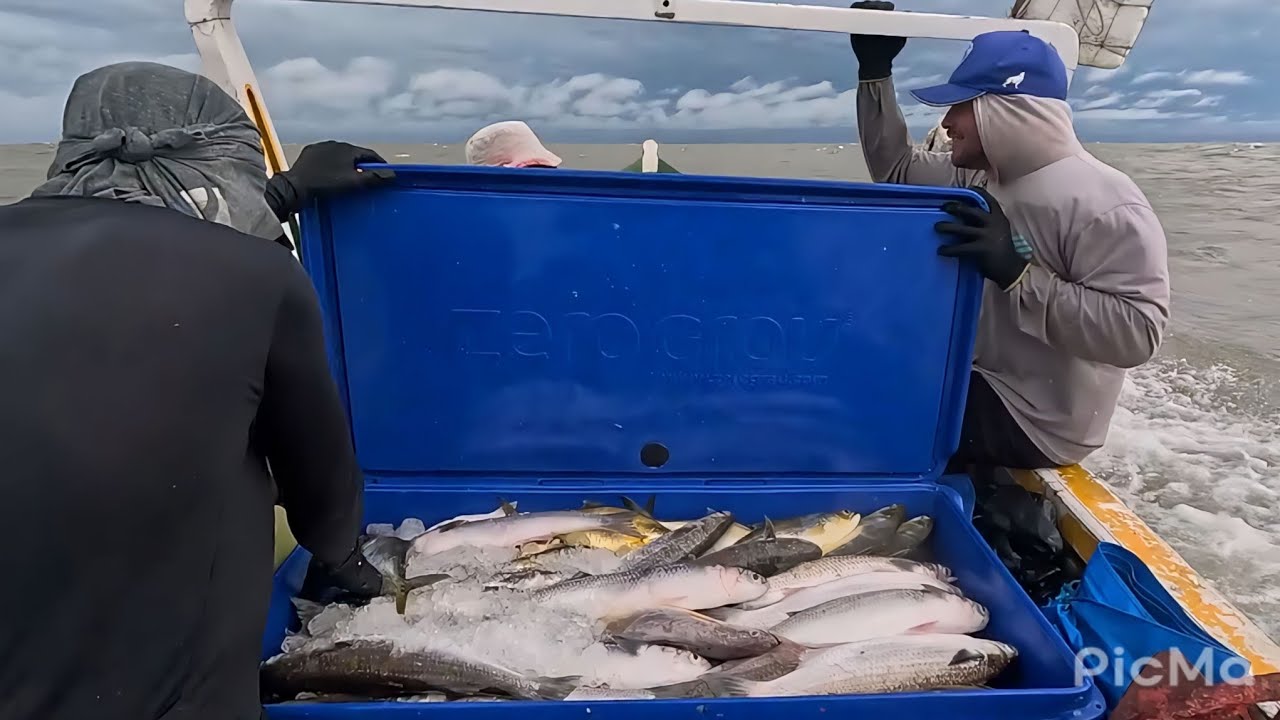 VEJAM! A Expedição da safra da tainha na Romana #fartura