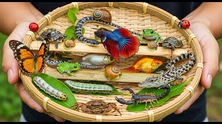 🎣🐸🦎🐢🐞 Nature Adventure: Catch &amp; Release Fish, Frogs, Turtles &amp; Crocodiles!
