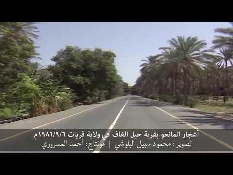 أشجار المانجو بقرية حيل الغاف في ولاية قريات 1986م