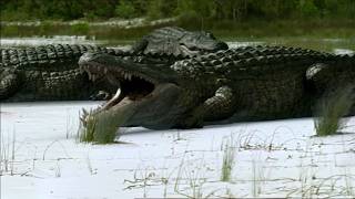 Deinosuchus (Crocodile) Sound Effects, Final Updated Version