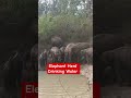When Giants Gather to Drink #elephant #water #nature #shorts #shortsfeed