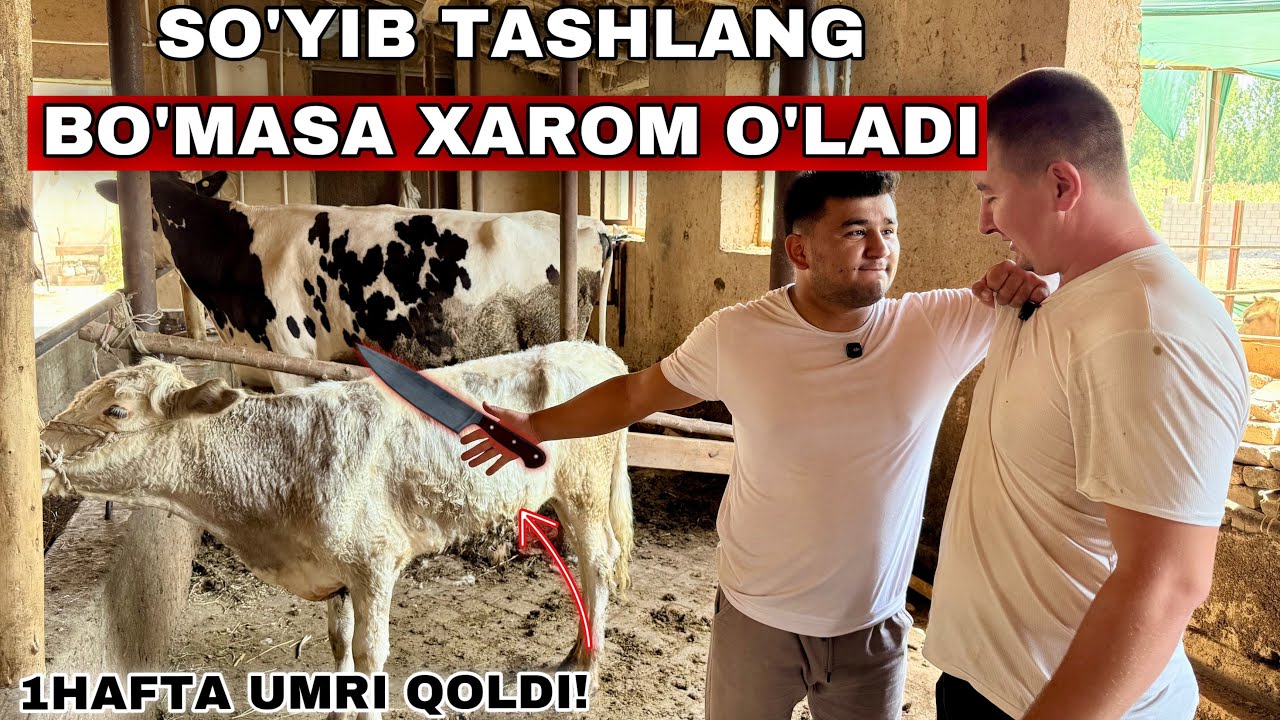 SO’YMASANGIZ XAROM O’LADI! Doktor Hammasini Aytib Tashladi Xalq Buni Bilishi Kerak!