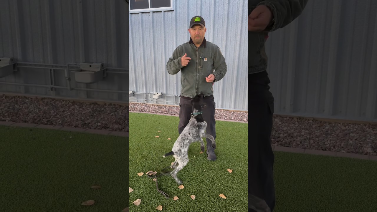 Stop your dog from counter-surfing for food with this simple step.