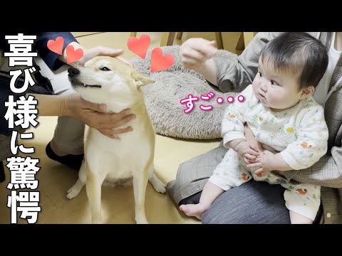 お爺ちゃんお婆ちゃんの登場に大興奮の柴犬を見てびっくりする赤ちゃん