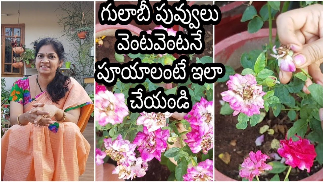 Do this every time the flower is painted For more blooms in rose  rosetips  gulabimokka