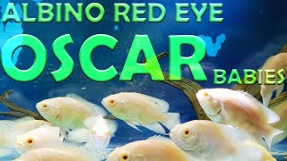 Albino red eye oscar  | Best Top 5 Oscar Fish Eating screenshot 5