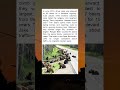 "When Nature Takes Over: 60 Bears Block Traffic for 3 Hours"