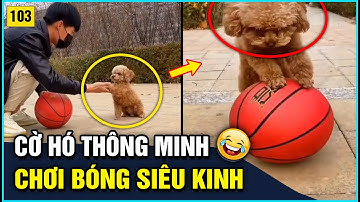 Tổng Hợp Những Tình Huống Hài Hước Nhất Của Chó Khiến Ai Xem Cũng Phải Cười | Góc Lầy Lội