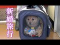 【新婚旅行】愛犬と一緒に泊まれる温泉旅館に行ってきました！【伊豆修善寺 絆＋】