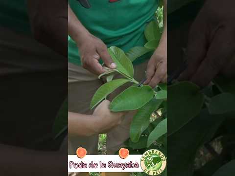 Video: Usos de la corteza del árbol de guayaba: qué hacer con la corteza de los árboles de guayaba