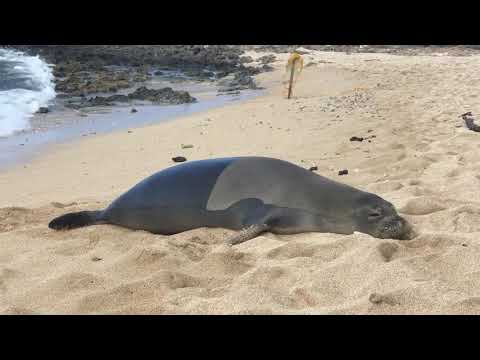 Sea lion farts....prttttt....