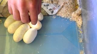 Ball python clutch 2, 2015 Net Worth