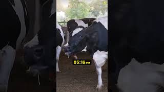 Mother Cow Won't Stop Screaming For Her Stolen Baby