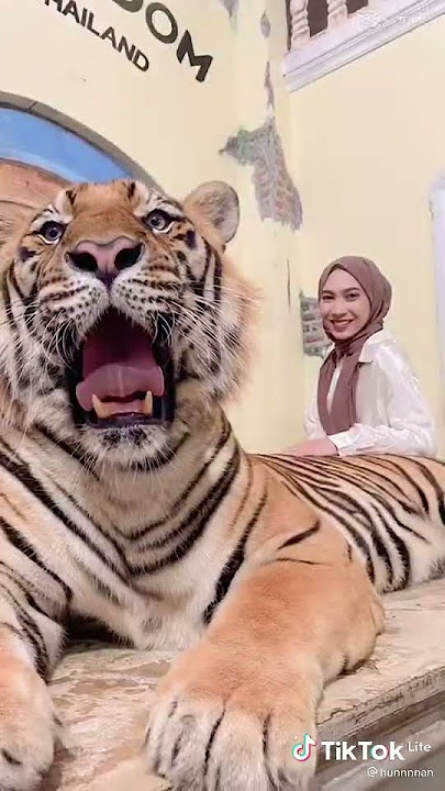 Berani gak kalian berfose dengan harimau,story wa lagu jawa,story wa lagu tiktok,story wa