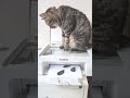 I tried copying a cat. | 猫をコピーしてみた