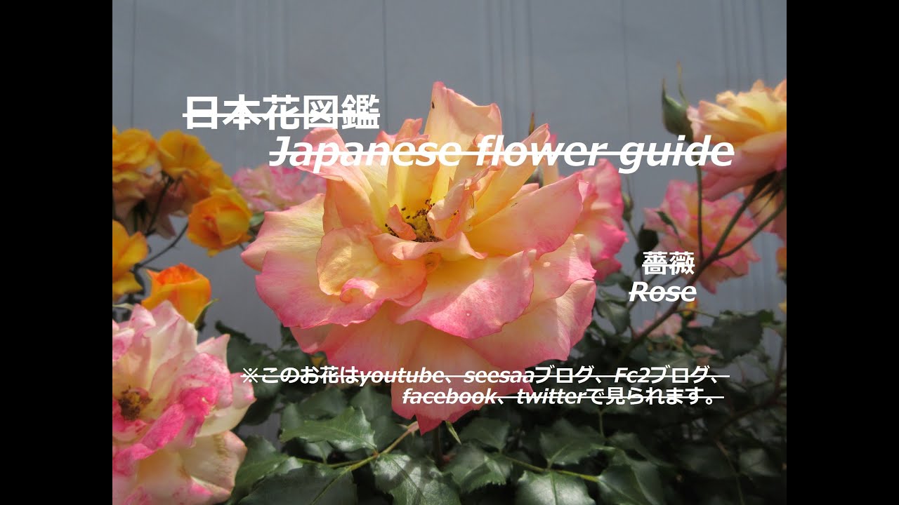 変わり者 Stranger 薔薇 ばら Rose 季節の花 日本花図鑑 Japanese Flower Guide Youtube