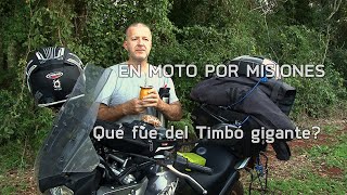 Aún existe el timbó gigante de Caraguatay ? - En moto por misiones