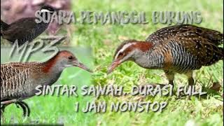 Suara pikat burung sintar sawah. terbaru durasi  1 jam full....