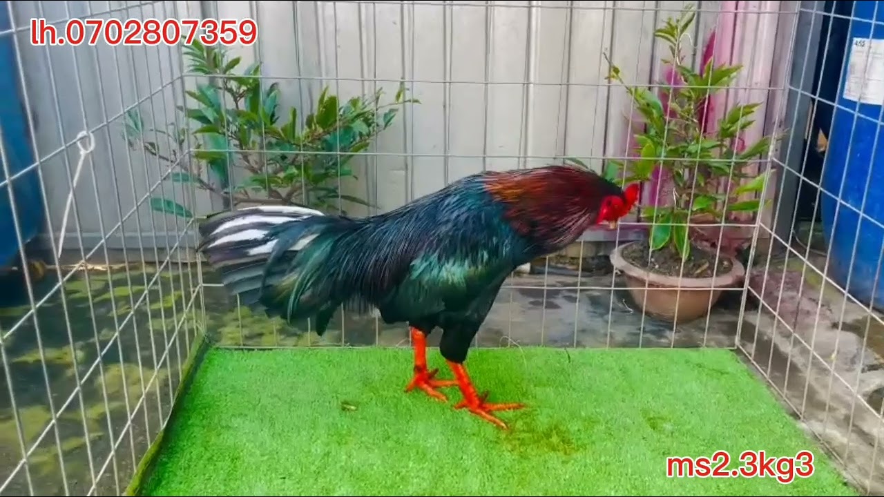 #17/12#top3#lh.0702807359.#xuhuongyoutube 