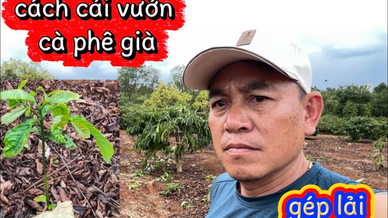 Cuộc sống Tây Nguyên | Cải tạo hơn 1ha cà phê ở Đắk Lắk – Làm lại từ đầu