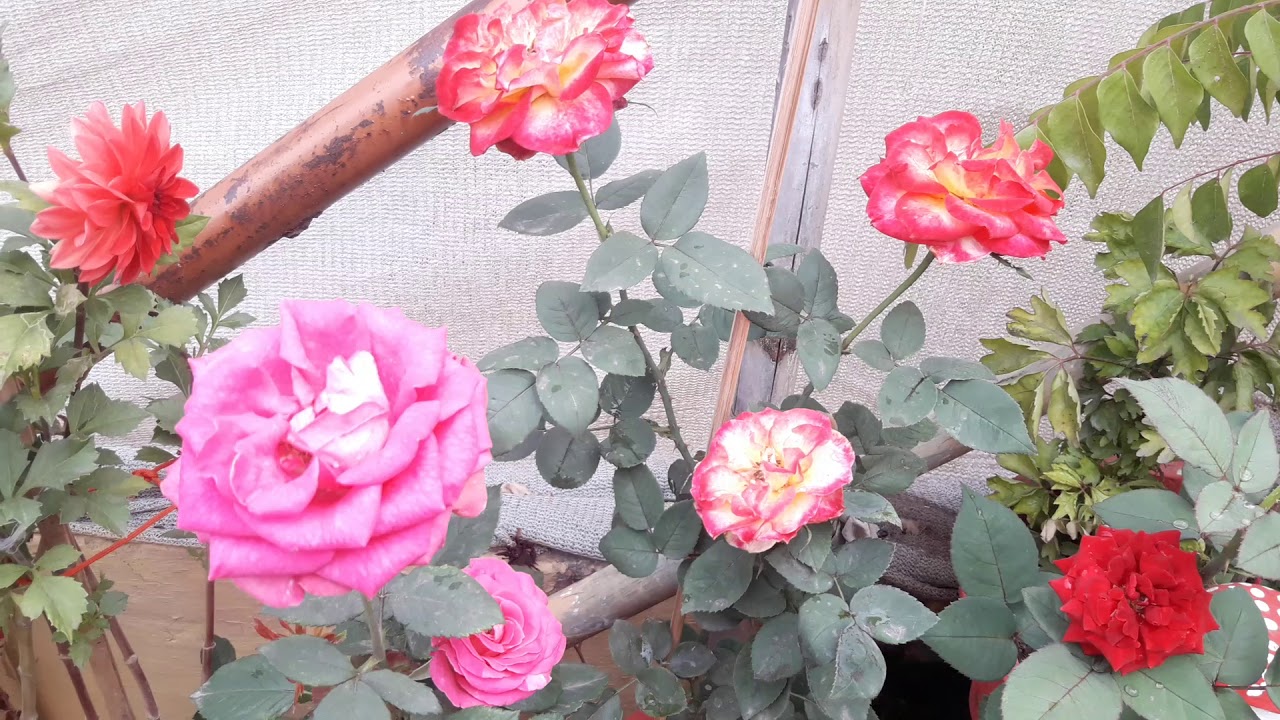 Happy rose day to all my friend 😍😍😍 ..