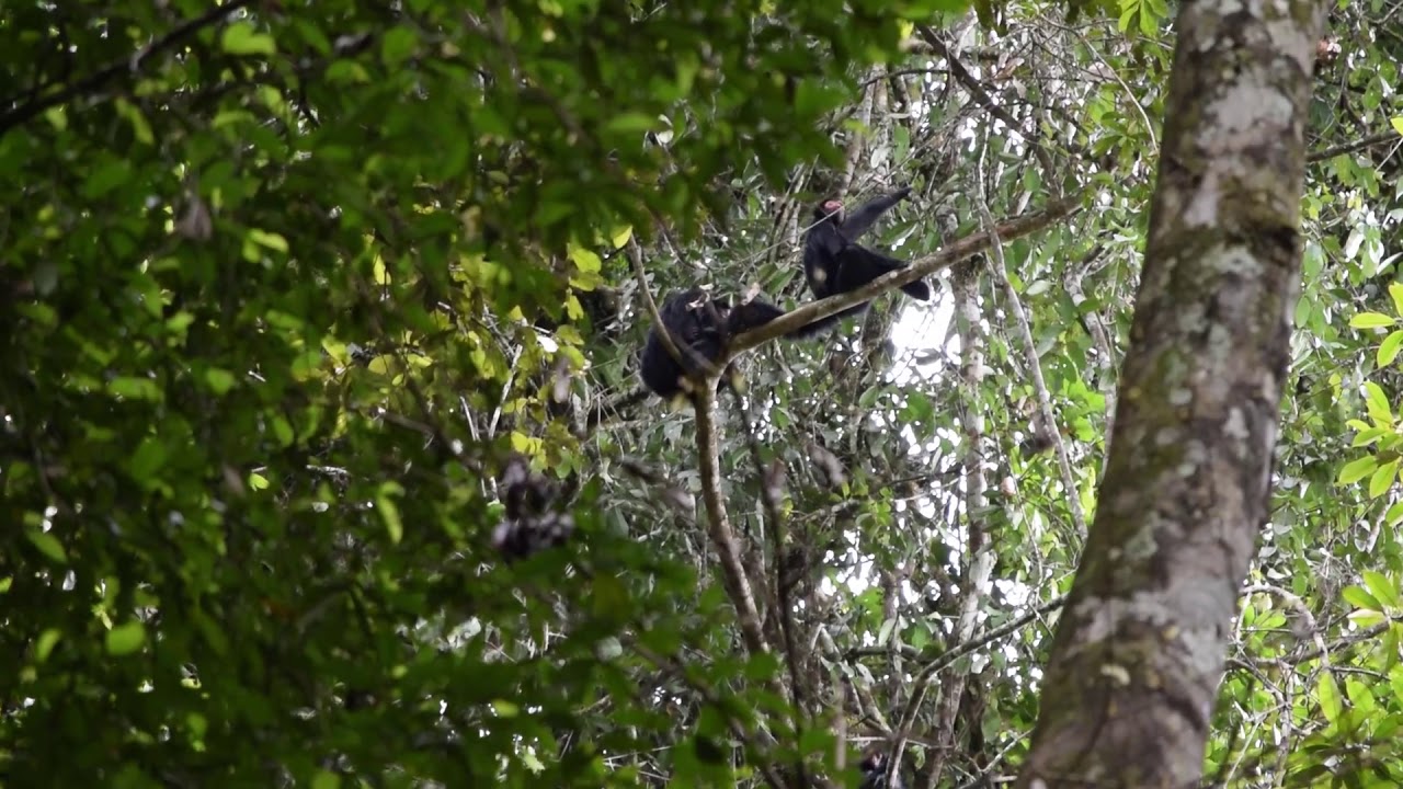Hiking deep in the jungle
