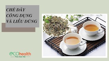 Chè dây - Công dụng và liều dùng