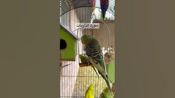 #سورة_الذاريات #قرآن #اجزون_ابراهيمي #ألبانيا #العراق #طيور #البادجي #quran #egzonibrahimi #budgies