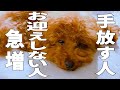 殺処分されるレンタル犬はお迎えを絶対にされません