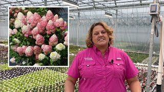 How to Plant Panicle Hydrangeas for the Most Summer Color